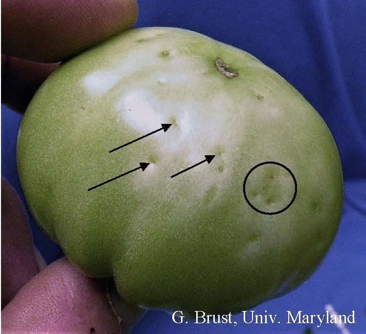 Spotted Wilt Virus in Tomatoes University of Maryland Extension